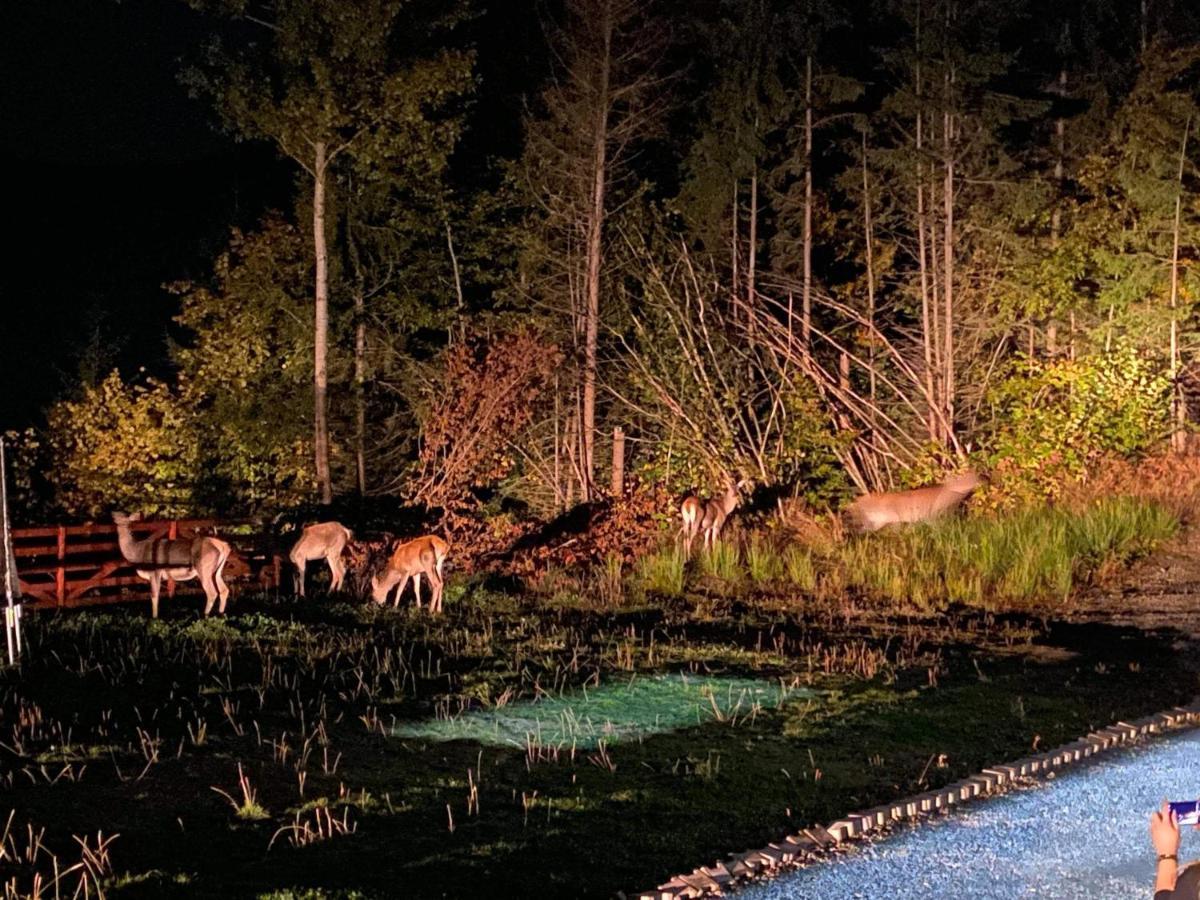 Pensiunea Farmecul Naturii Si Casute Individuale De Inchiriat Colibita Bagian luar foto